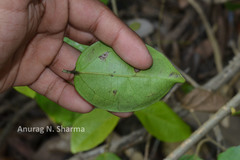 Strychnos wallichiana